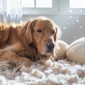 Ultimate Guide To Reducing Dog And Cat Dander Indoors